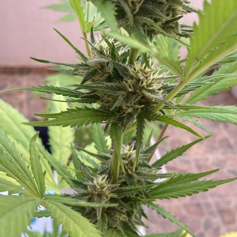 Cream Mandarine XXL auto growlog timeline photo