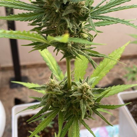 Cream Mandarine XXL auto growlog timeline photo