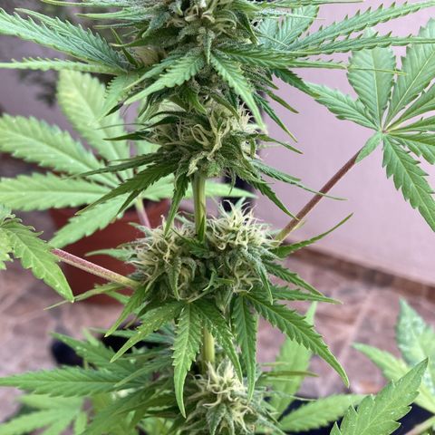 Cream Mandarine XXL auto growlog timeline photo
