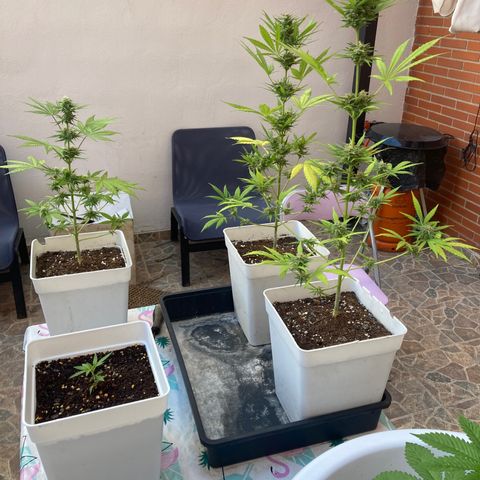 Cream Mandarine XXL auto growlog timeline photo