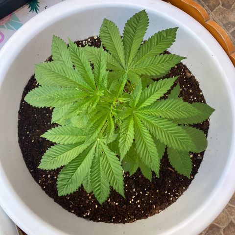Banana Runtz growlog timeline photo