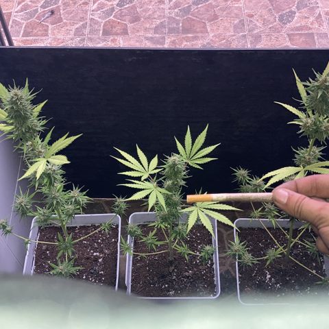 Cream Mandarine XXL auto growlog timeline photo