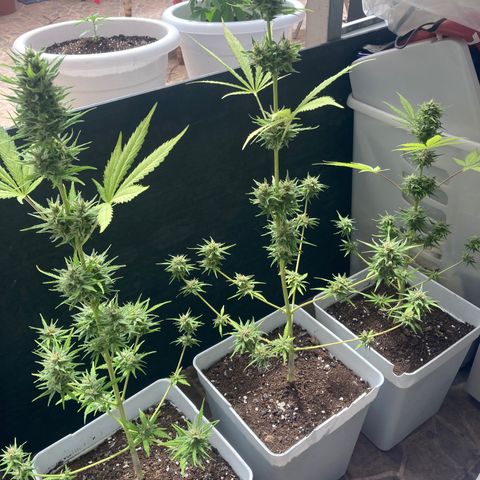 Cream Mandarine XXL auto growlog timeline photo