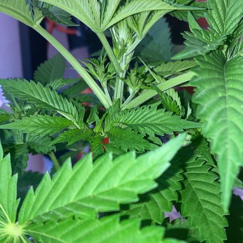 Banana Runtz growlog timeline photo