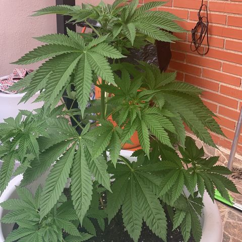 Banana Runtz growlog timeline photo