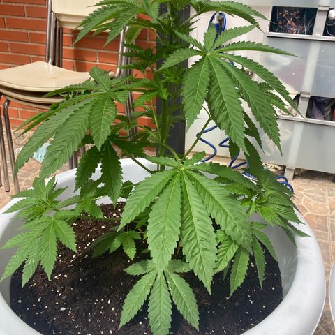Banana Runtz growlog timeline photo