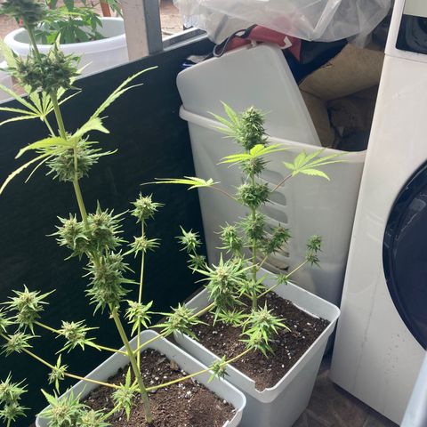 Cream Mandarine XXL auto growlog timeline photo