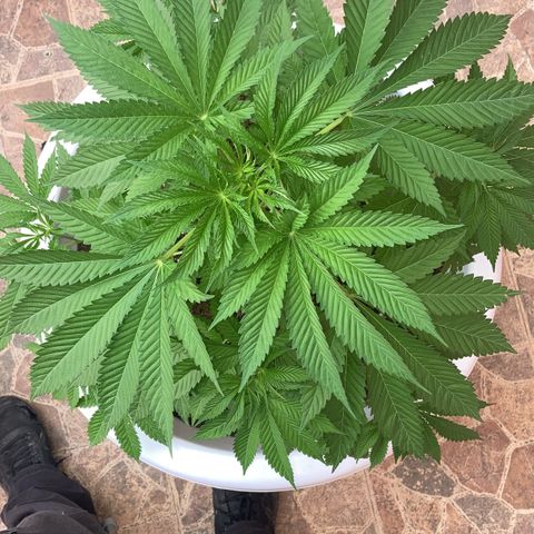 Banana Runtz growlog timeline photo