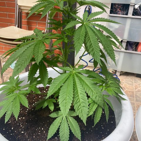 Banana Runtz growlog timeline photo