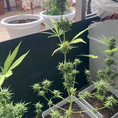 Cream Mandarine XXL auto growlog timeline photo