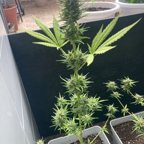 Cream Mandarine XXL auto growlog timeline photo
