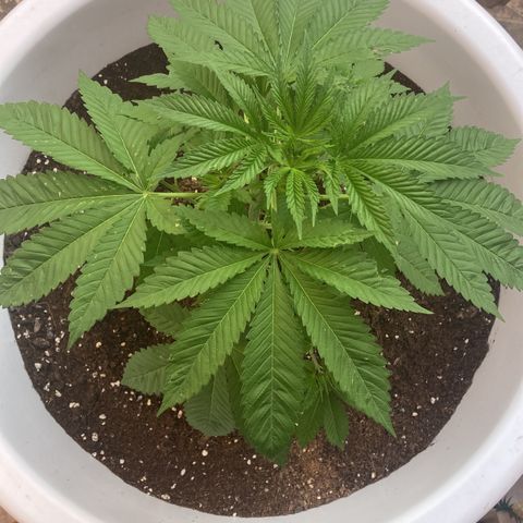 Banana Runtz growlog timeline photo