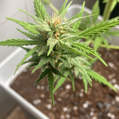 Cream Mandarine XXL auto growlog timeline photo