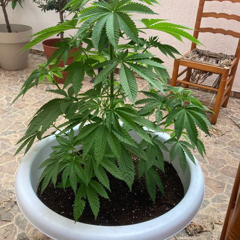 Banana Runtz growlog timeline photo