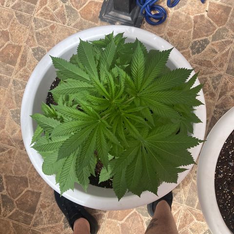 Banana Runtz growlog timeline photo