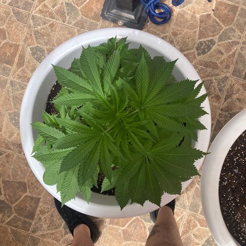 Banana Runtz growlog timeline photo