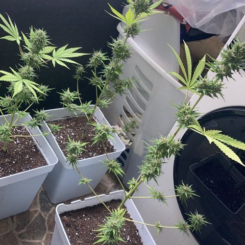 Cream Mandarine XXL auto growlog timeline photo