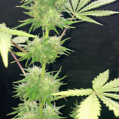Cream Mandarine XXL auto growlog timeline photo