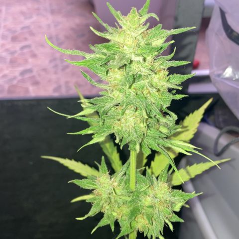 Cream Mandarine XXL auto growlog timeline photo