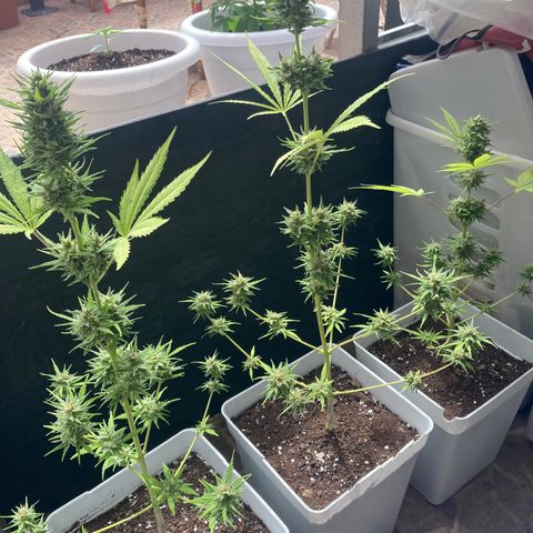 Cream Mandarine XXL auto growlog timeline photo