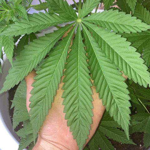 Banana Runtz growlog timeline photo