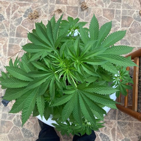 Banana Runtz growlog timeline photo