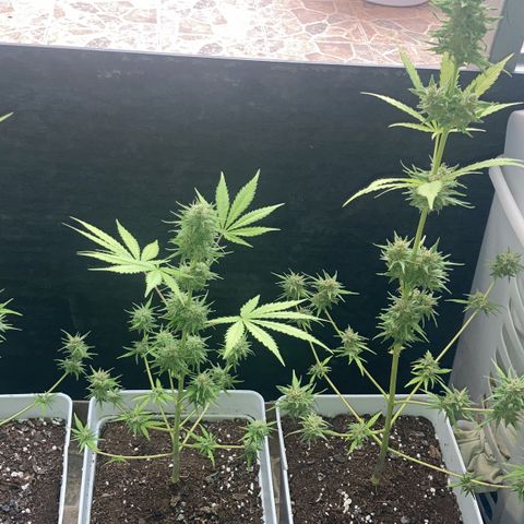 Cream Mandarine XXL auto growlog timeline photo