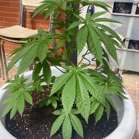 Banana Runtz growlog timeline photo