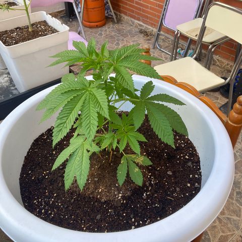 Banana Runtz growlog timeline photo