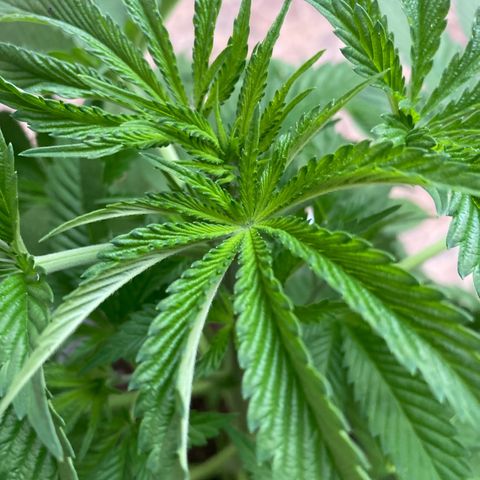 Banana Runtz growlog timeline photo