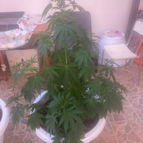 Banana Runtz growlog timeline photo