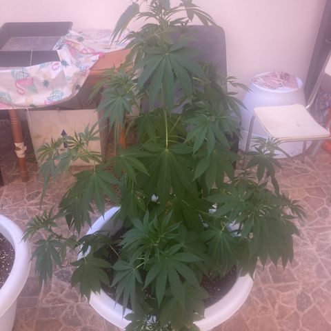 Banana Runtz growlog timeline photo