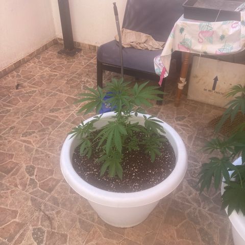 Banana Runtz growlog timeline photo