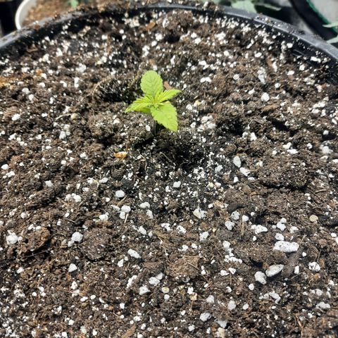 Dbl Choc 1 growlog timeline photo