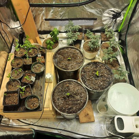 Dbl Choc 1 growlog timeline photo