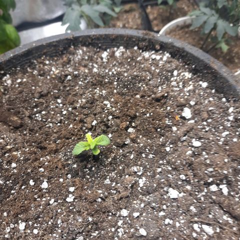 Dbl Choc 1 growlog timeline photo