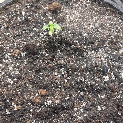Dbl Choc 1 growlog timeline photo