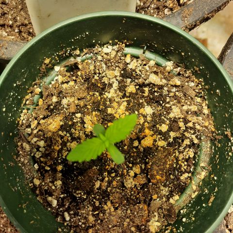 Dbl Choc 1 growlog photo: 3rd set of leaves coming in