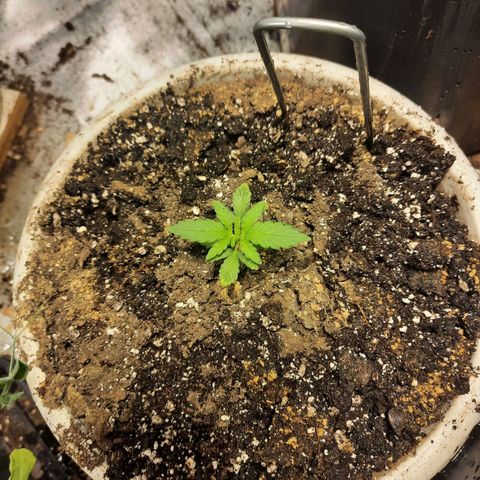 Dbl Choc 1 growlog timeline photo