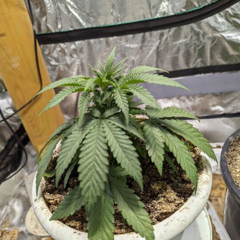 Dbl Choc 1 growlog timeline photo