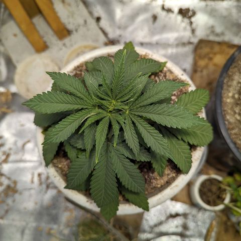 Dbl Choc 1 growlog timeline photo