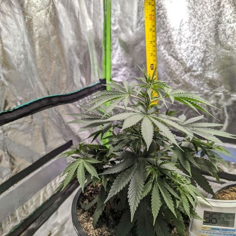 Dbl Choc 1 growlog timeline photo