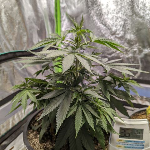 Dbl Choc 1 growlog timeline photo