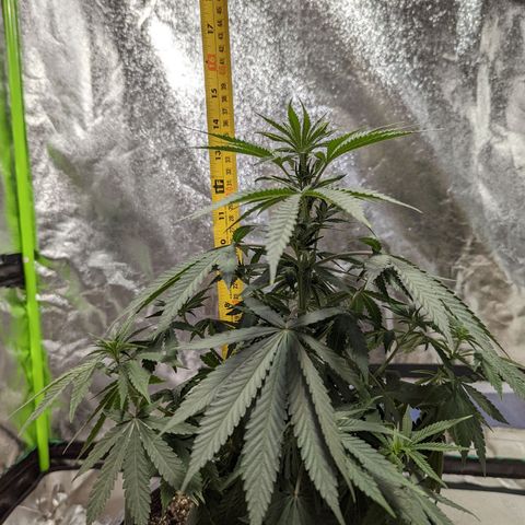 Dbl Choc 1 growlog timeline photo
