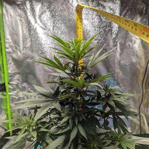 Dbl Choc 1 growlog photo: Before defoliation.