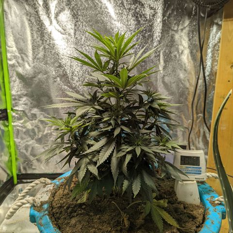 Dbl Choc 1 growlog photo: Before defoliation.
