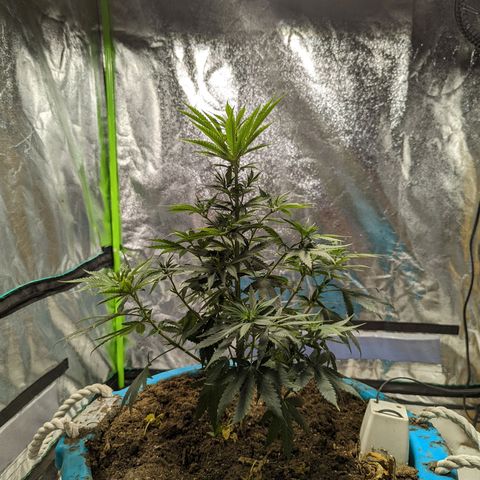 Dbl Choc 1 growlog photo: After defoliation 