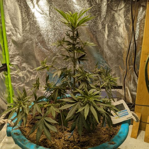 Dbl Choc 1 growlog photo: After LST