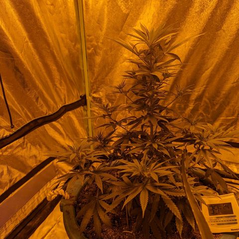 Dbl Choc 1 growlog timeline photo