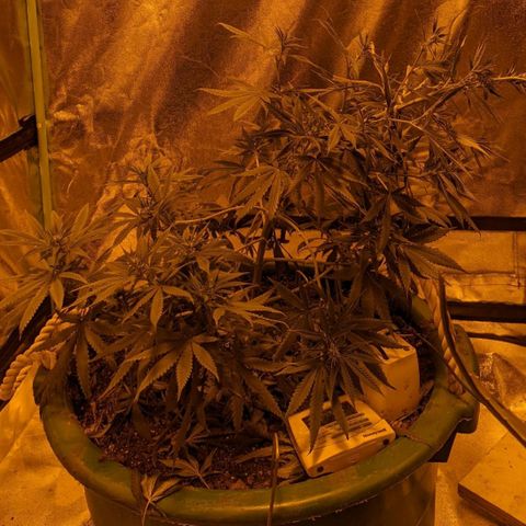 Dbl Choc 1 growlog photo: LST and Lollipoping